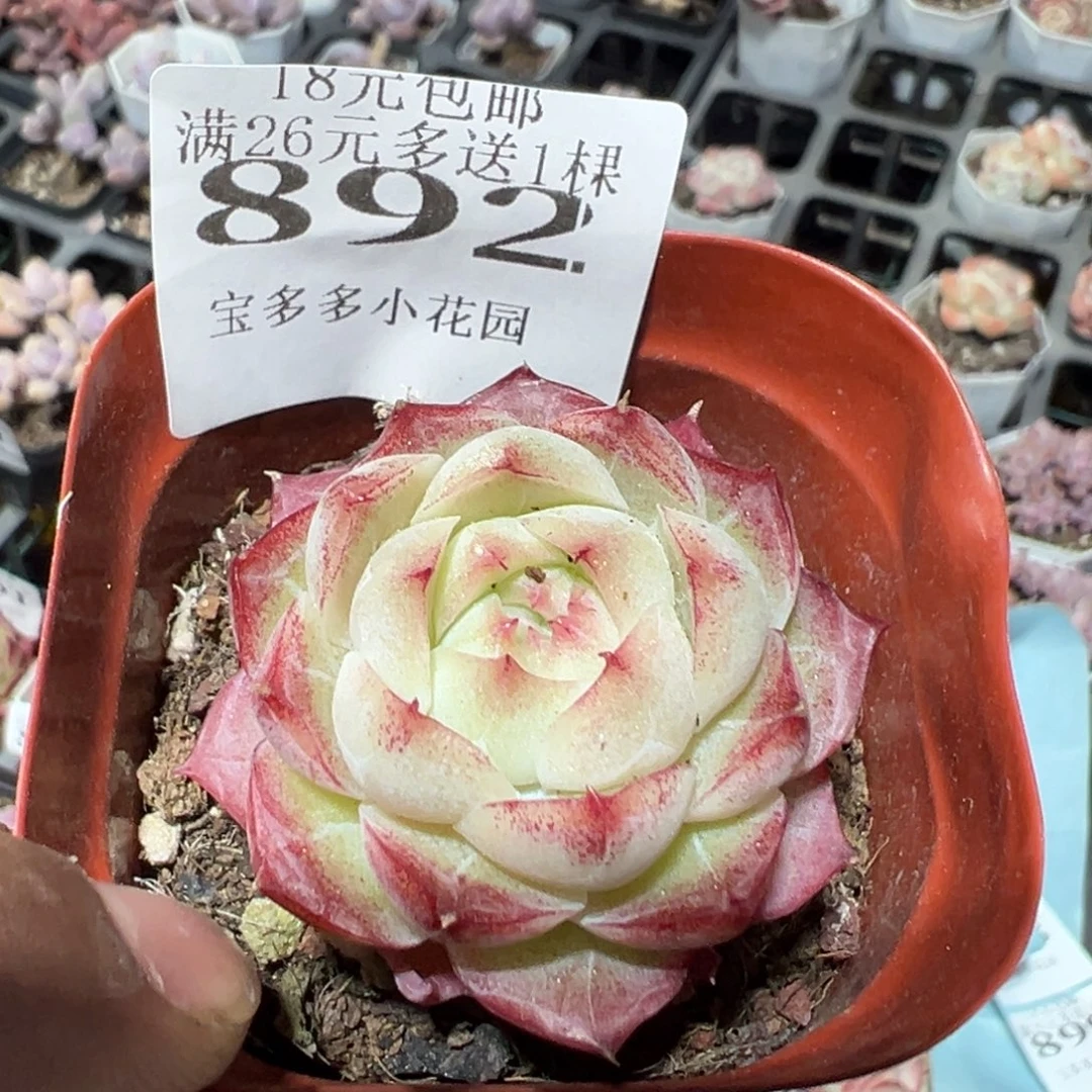 892号女王杂交一物一拍满18包邮