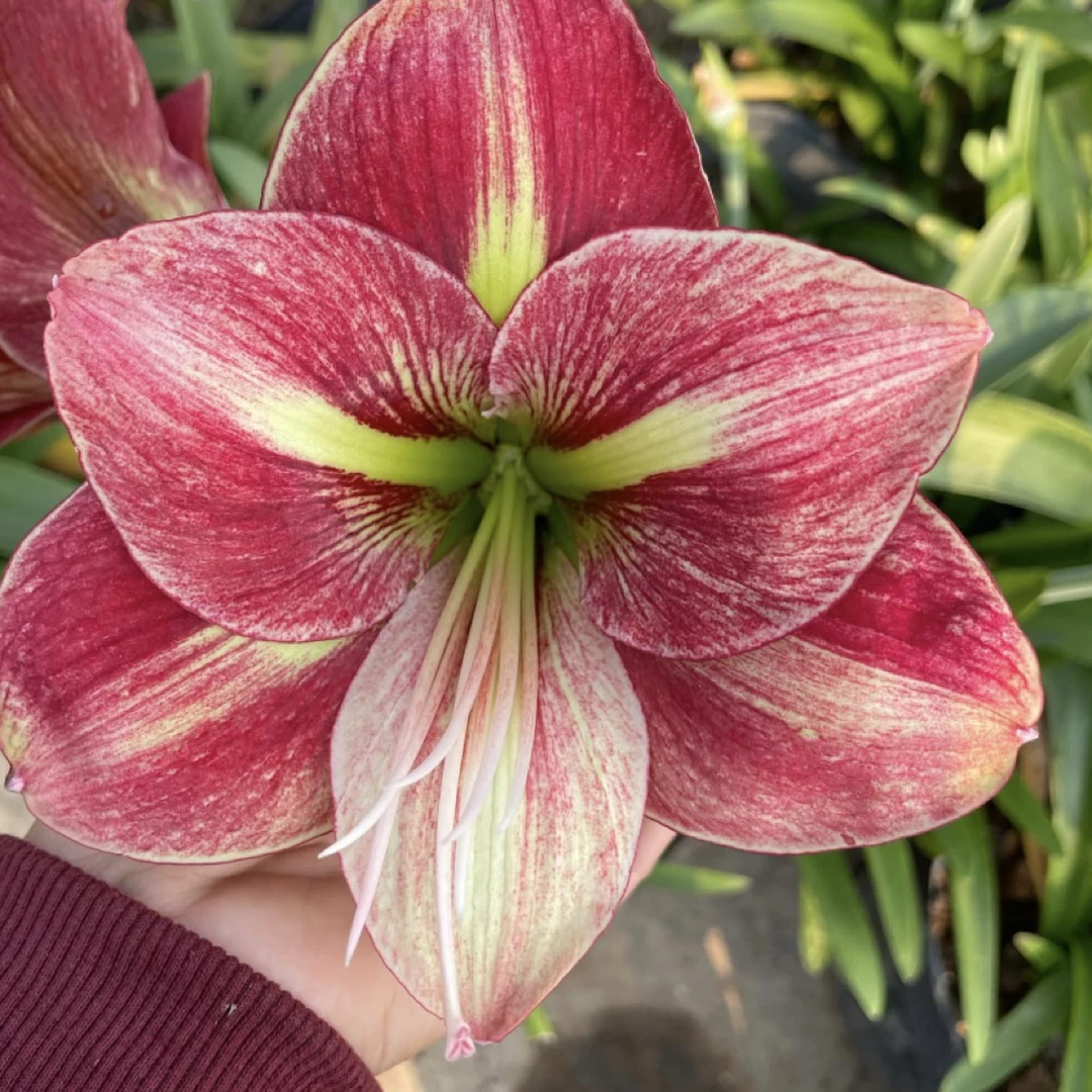 摩登女郎+比翼鸟