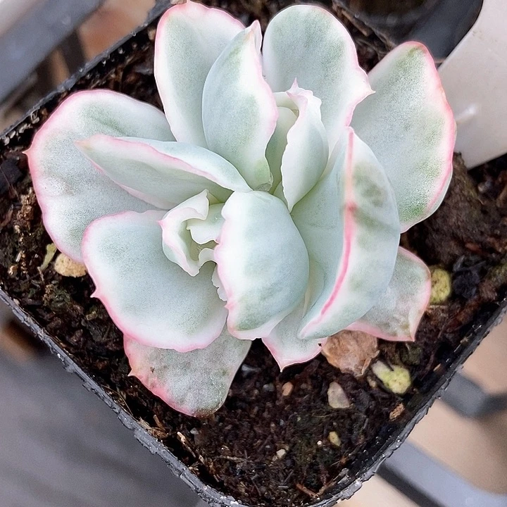 多肉植物583多肉