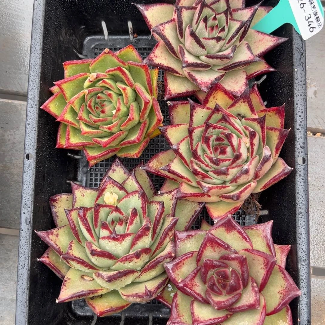 多肉一物一拍0126-346