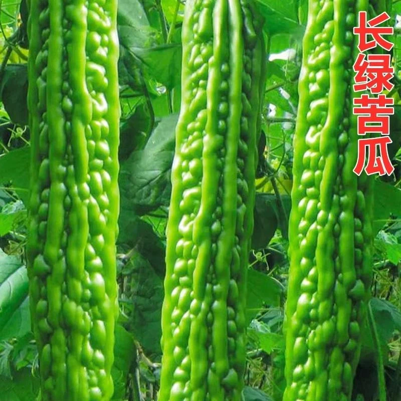 常绿苦瓜种籽长绿苦瓜种子四季阳台季庭院阳台盆栽蔬果瓜果蔬菜子