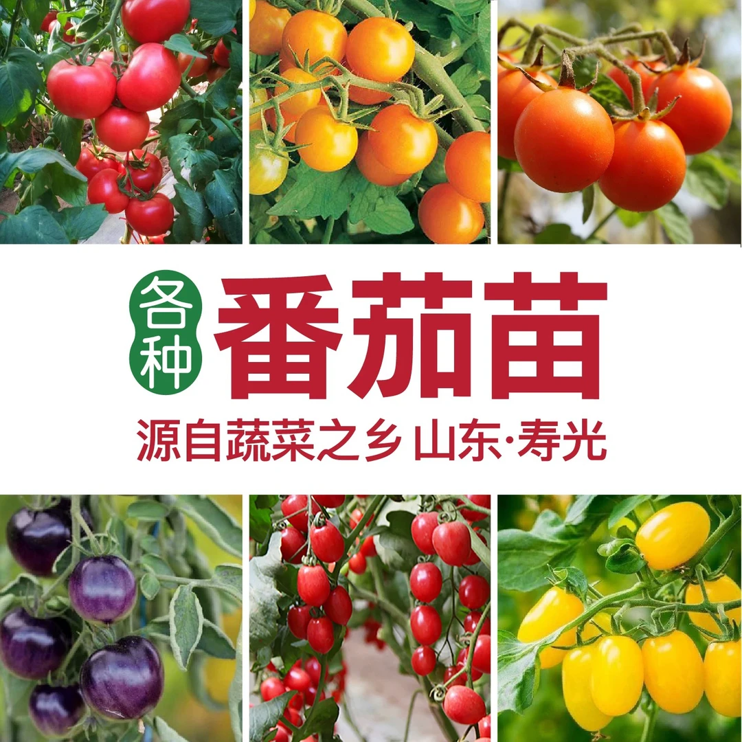 【山东寿光】直播专享番茄秧苗大全普罗旺斯番茄阳台庭院盆栽种植
