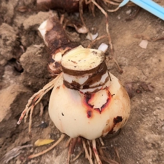 橘子汽水/雷诺娜 9～9.5 球丑 根盘厚 开花包对版