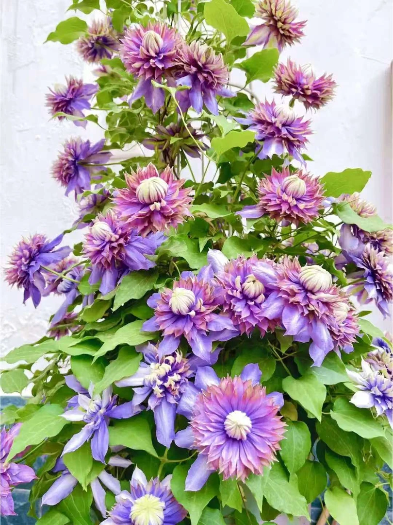 魔法喷泉铁线莲小苗