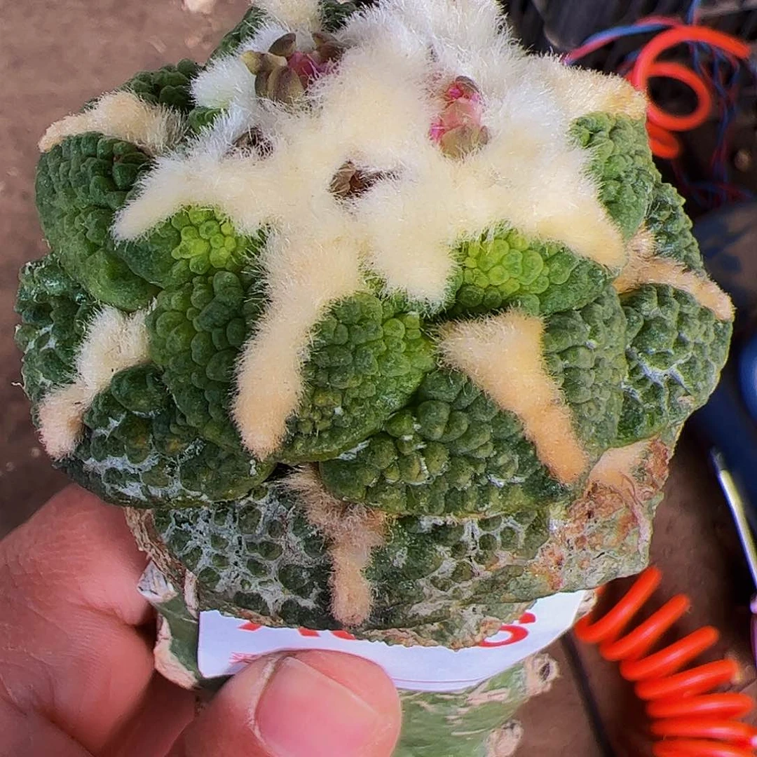 龟甲牡丹锦仙人球056