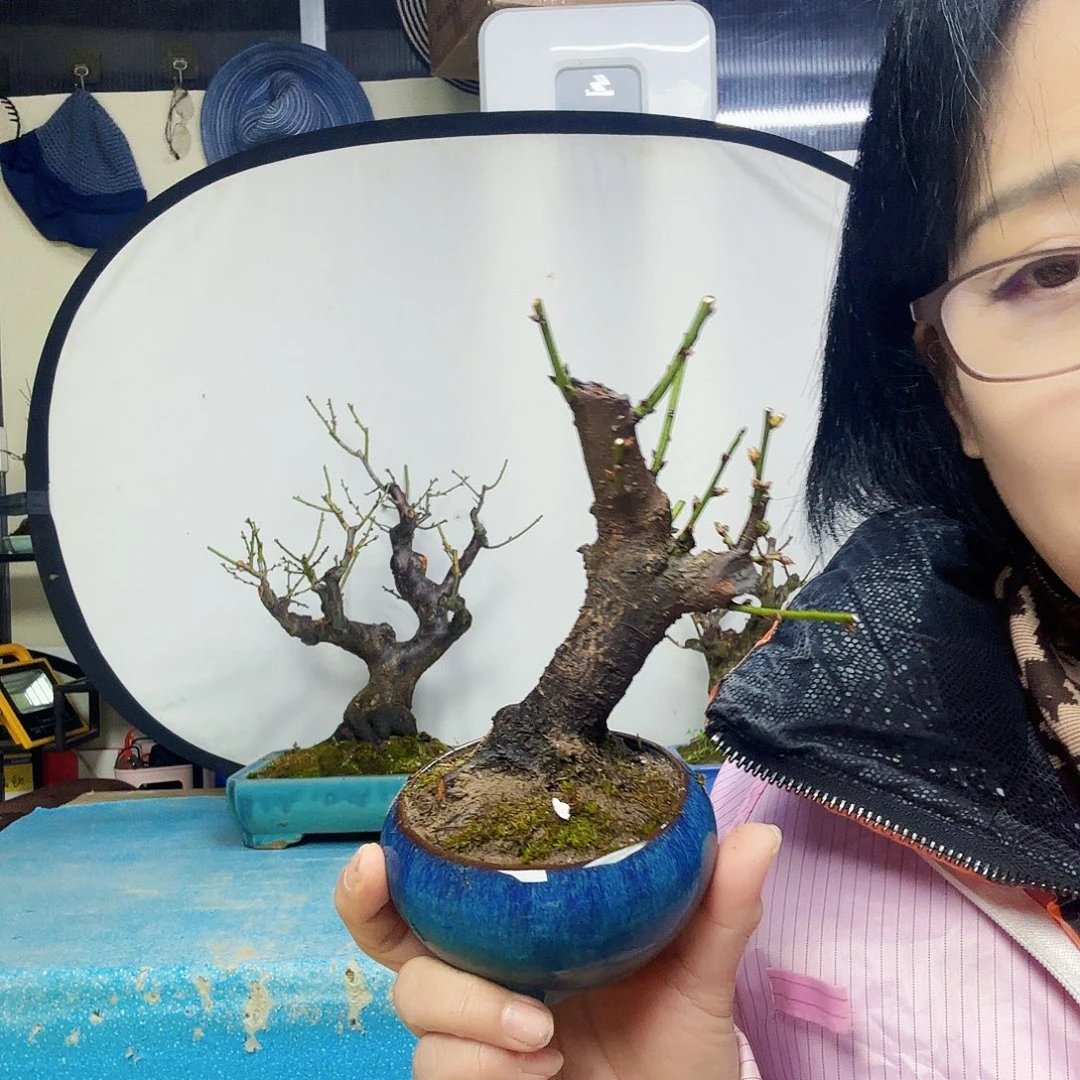 爱***了无花朵红花荀子都包邮