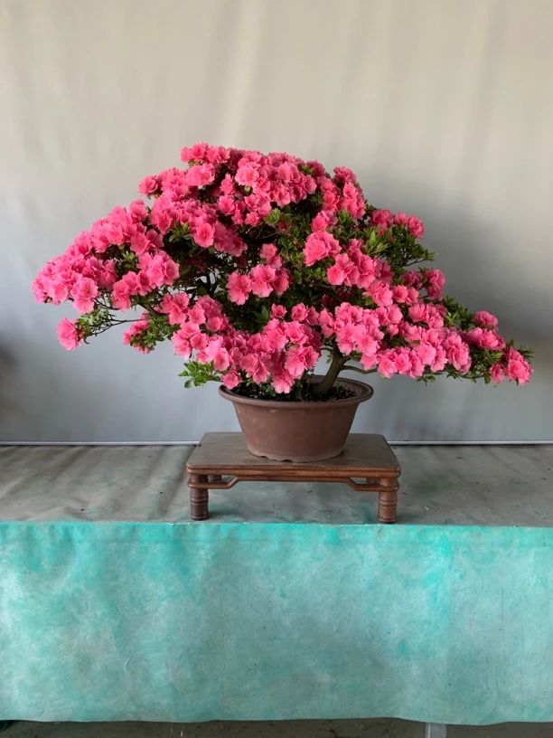 杜鹃双季桃红春鹃原生老桩盆景盆栽杜鹃盆景花卉绿植阳台庭院植物