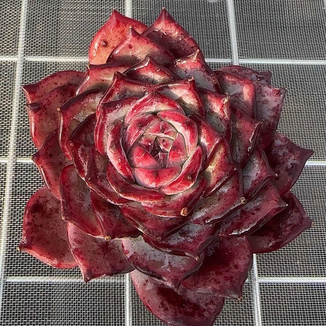 从前慢花园精选红拉糖