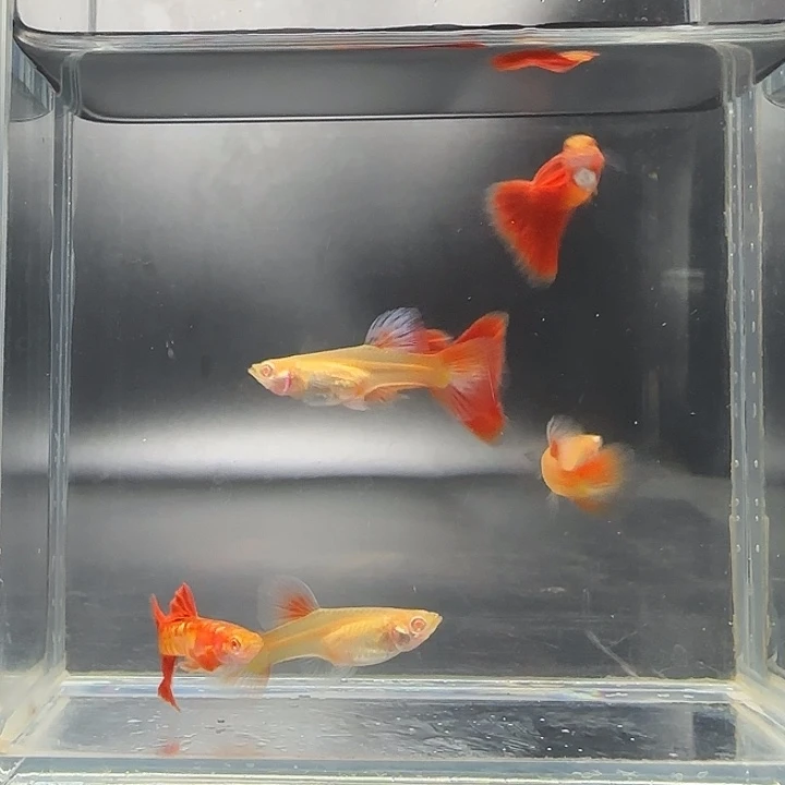 孔雀鱼黄金甲3对精品