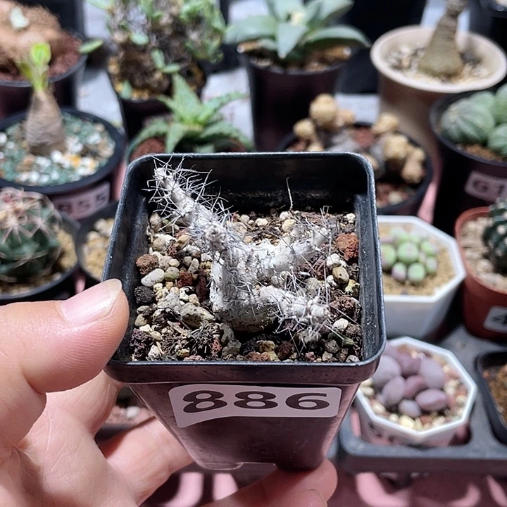 886处理索马里麻风树