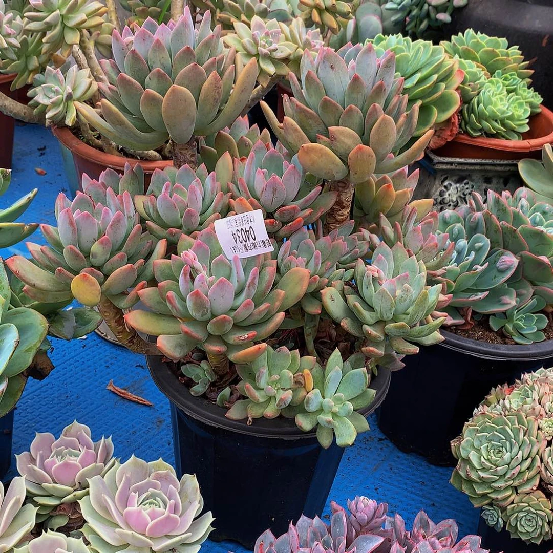 九***莉    灰姑娘多肉04034