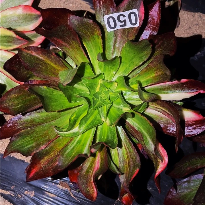 050魅影七彩多肉植物处理不售后