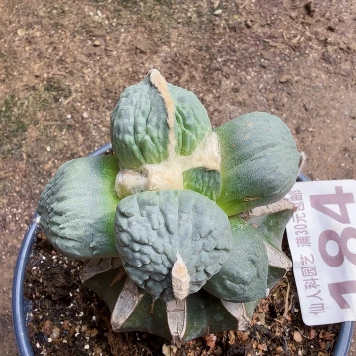 无花朵184白肌蛋怒牡丹东三
