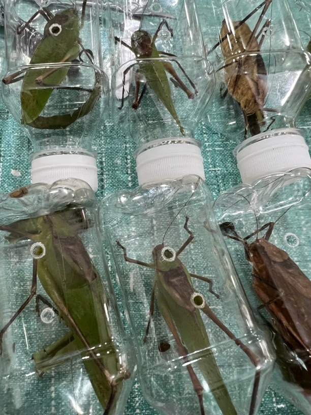 云南精品纺织娘鸣虫包邮