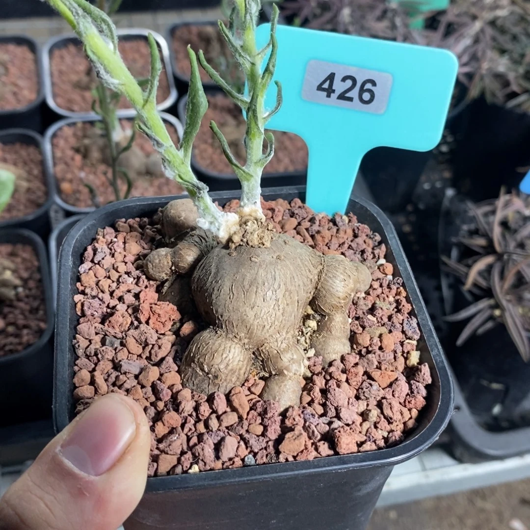 海星厚炖菊一个多肉