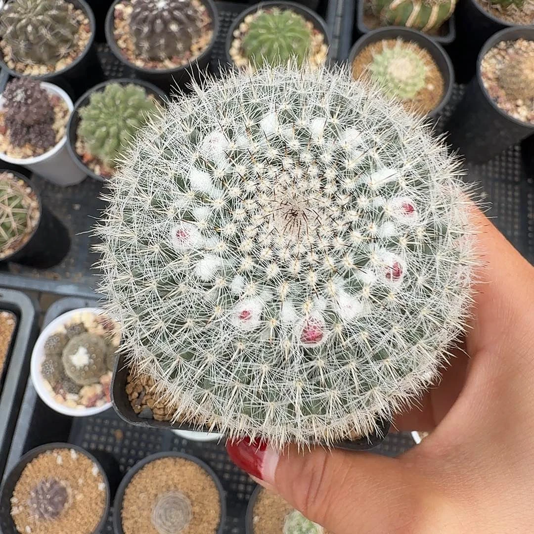 实生玉翁殿脱土发货