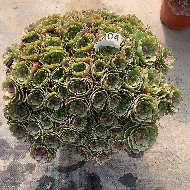 婧***@404.沙拉碗多肉植物