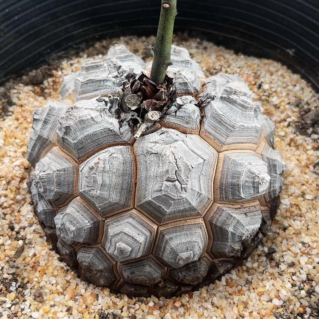 龟甲龙大甲足球型11015号13.6公分