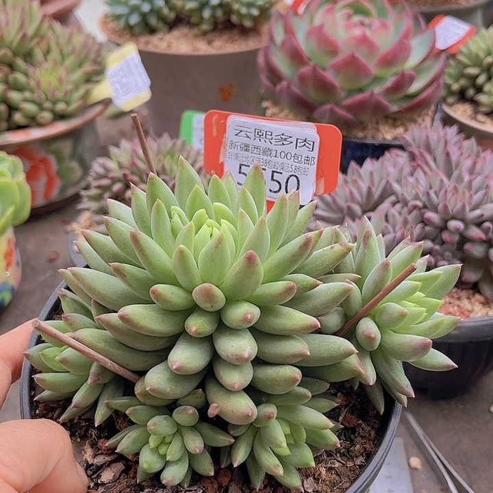5550二代虞美人。