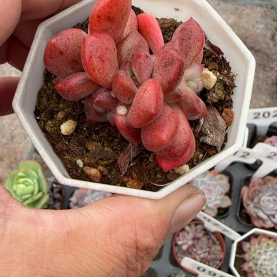 60凌雪缀多肉植物多