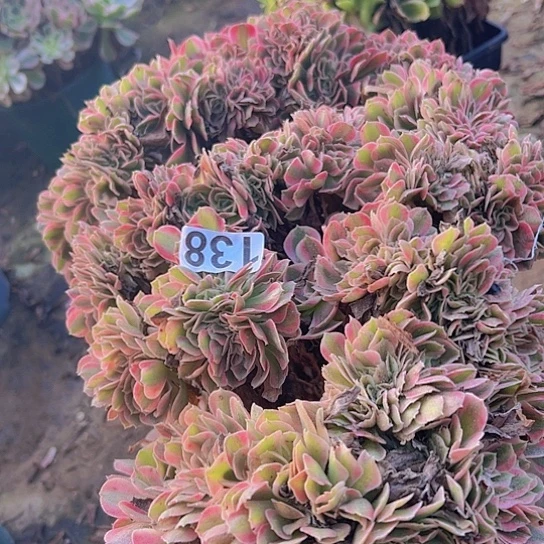全***肉多肉植物一个女巫追