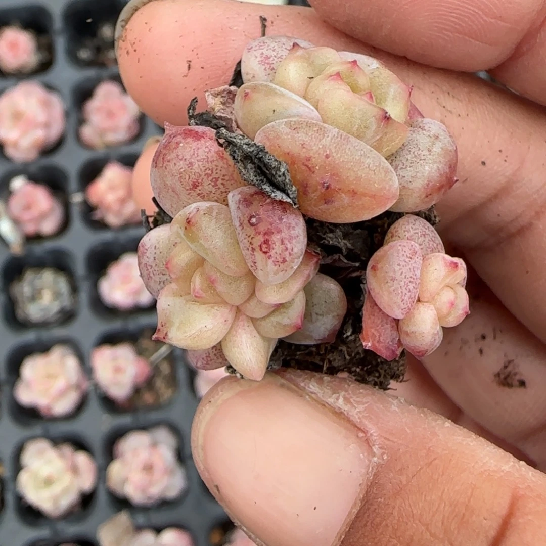 多肉小卡拉米糖心一物一拍