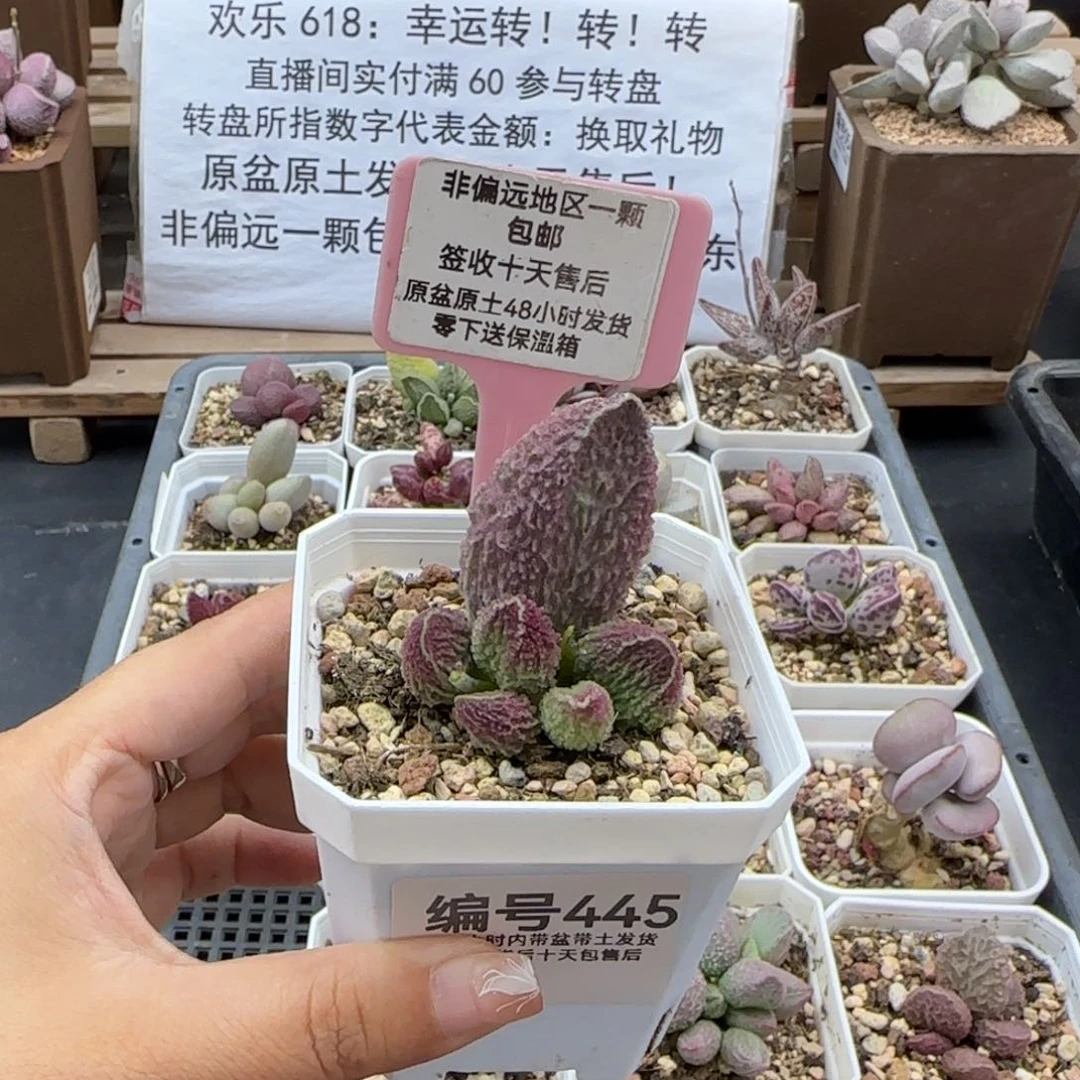 鱼***咪445胖五多肉植物