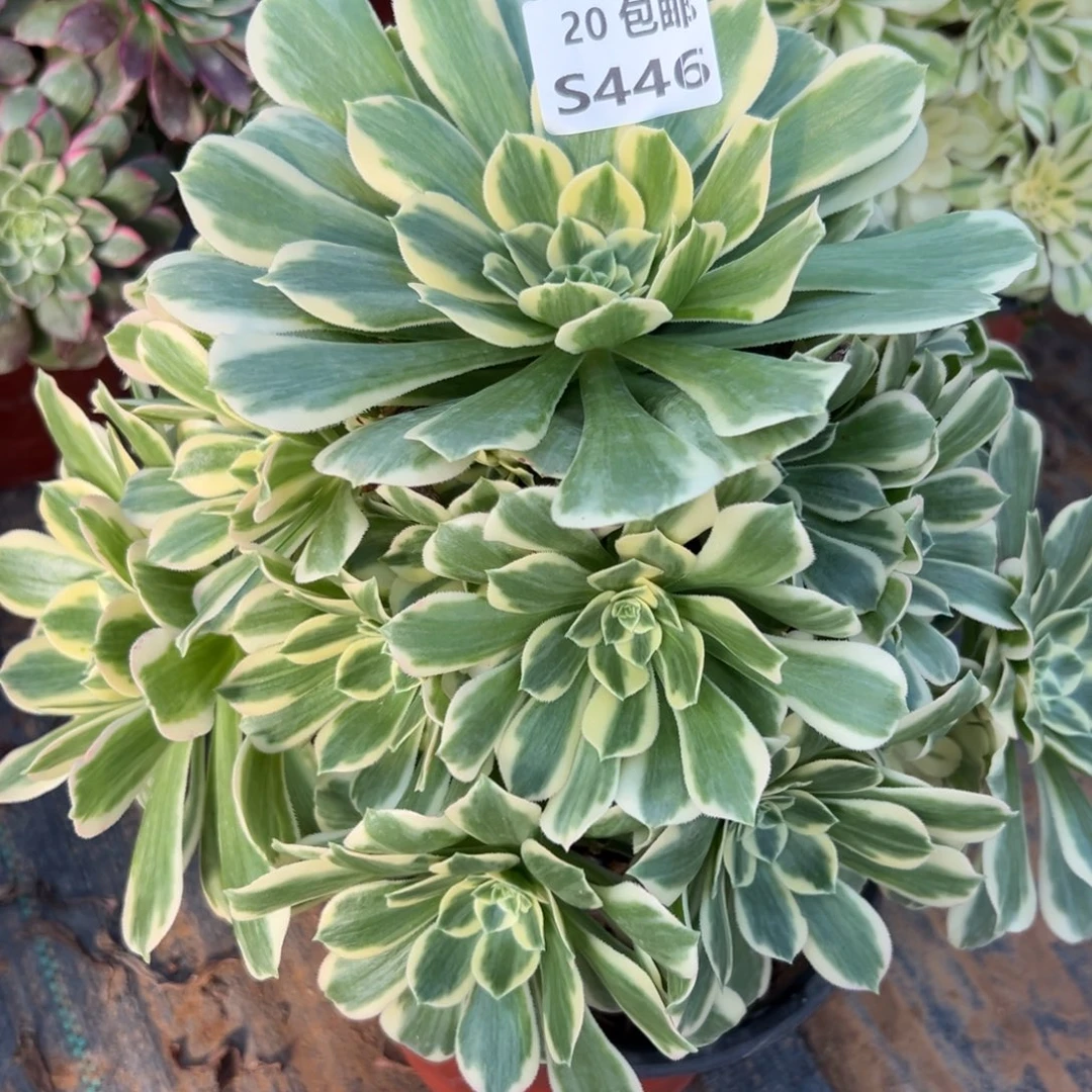 446冷月，满20包邮嘟叮熊