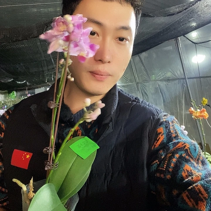 无花朵蜡笔小新蝴蝶兰