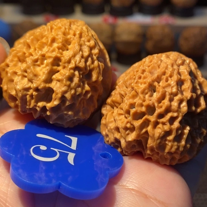 31号链接珊瑚锈球41尺寸