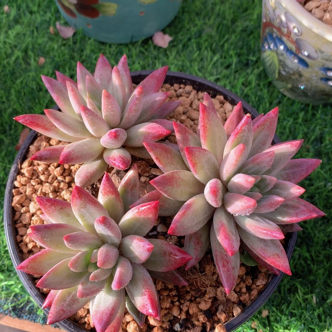 羽毛纹虞美人14 公分一物一拍