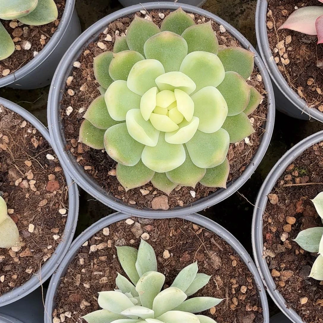 寄养在一个人的身上是什么