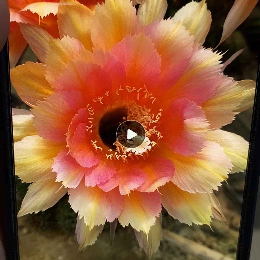 彩 凤凰羽侧芽4公分以上