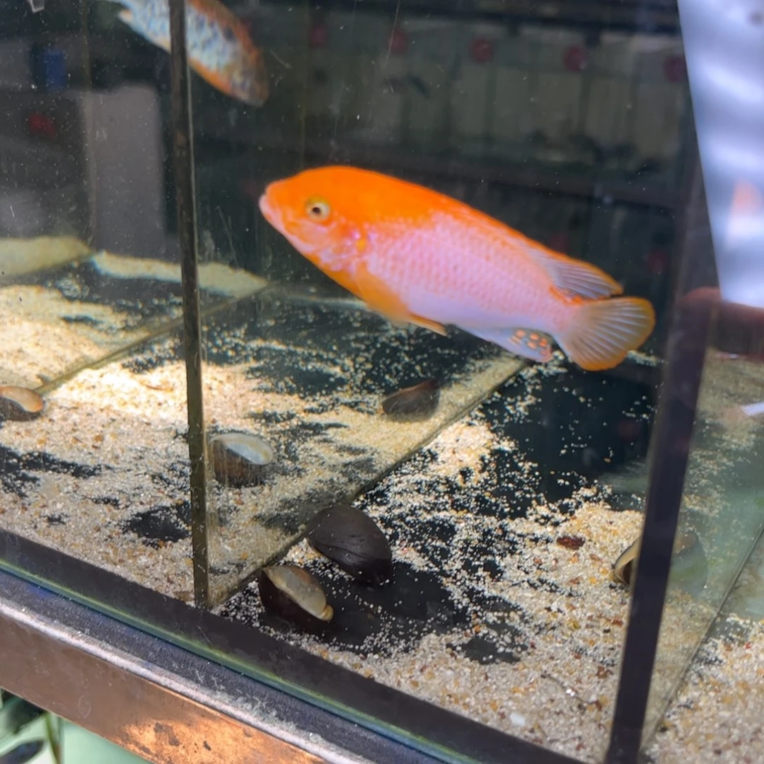 亲***萄海水O公➕太阳花红鸡
