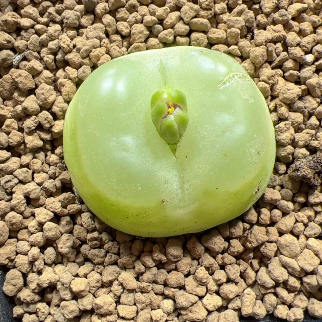 【闪购商品】176 福利带疤3cm