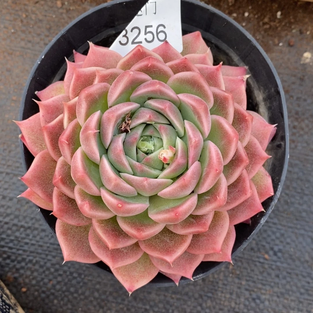 不****调杂交精品多肉3256