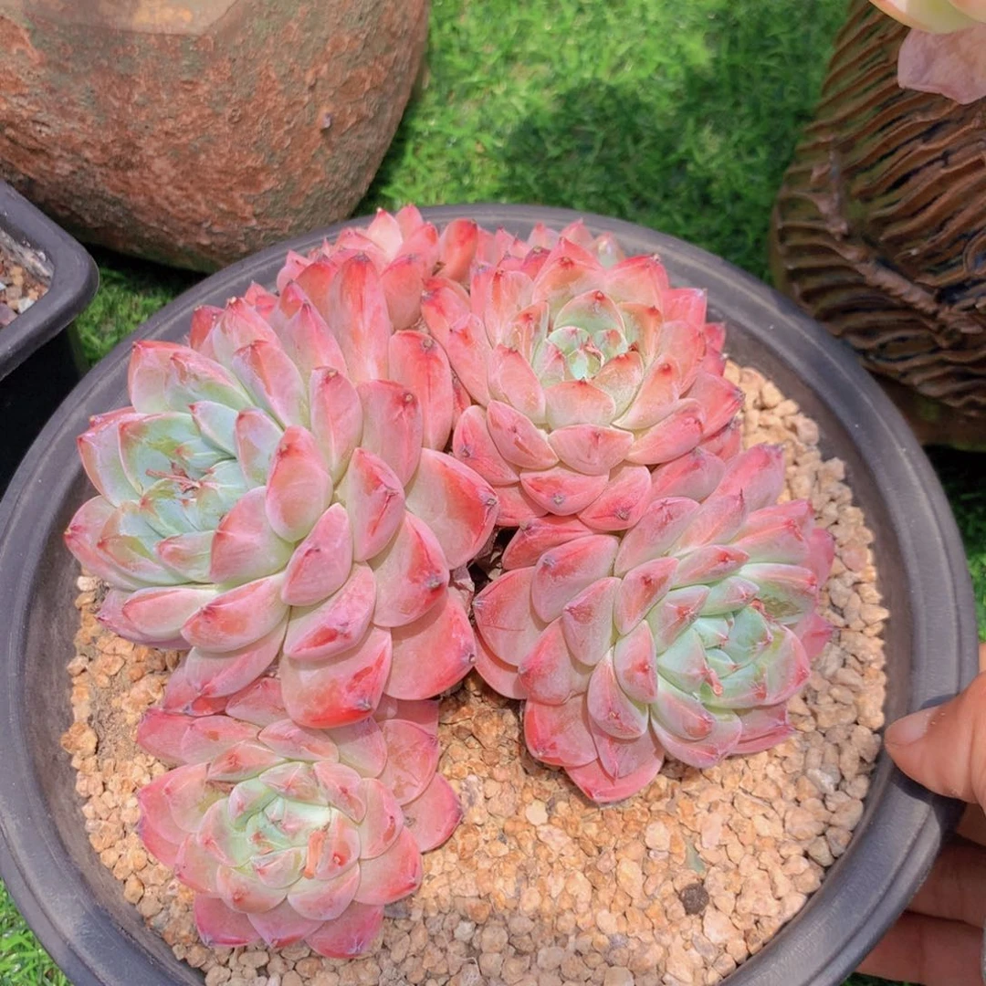 可****、阿尔巴佳人 一物一拍