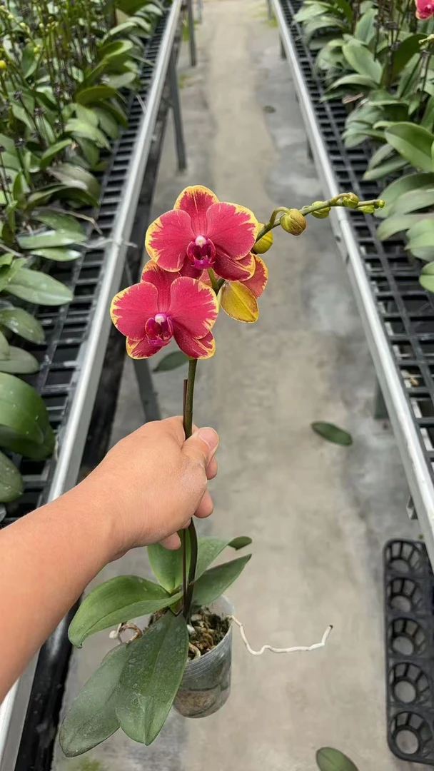 金边吉祥蝴蝶兰，单颗