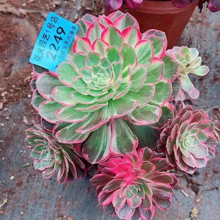 万花筒2249多肉植物