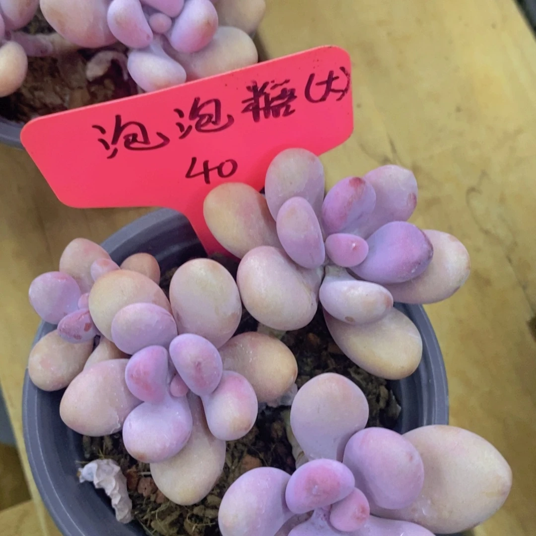 开心多肉，收官之战，最后一场