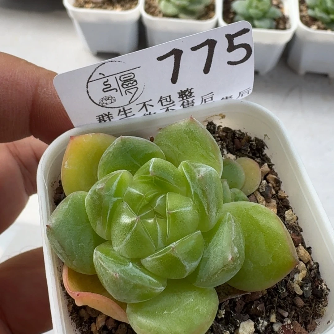 如图772优选绿透E8一颗