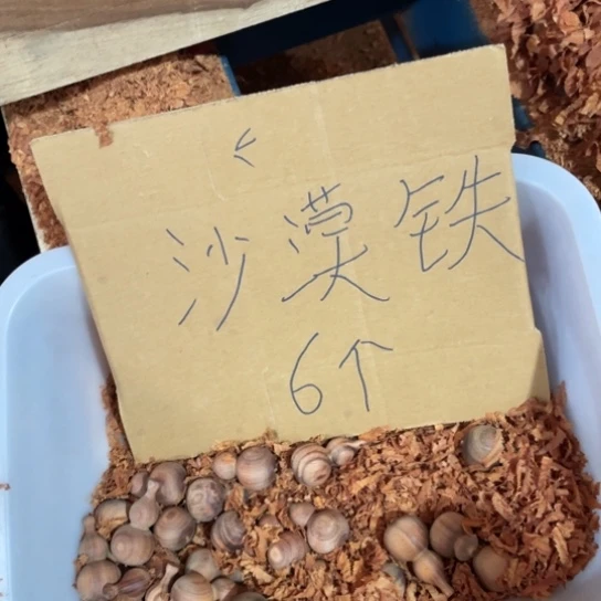 非洲紫檀（红花梨）
