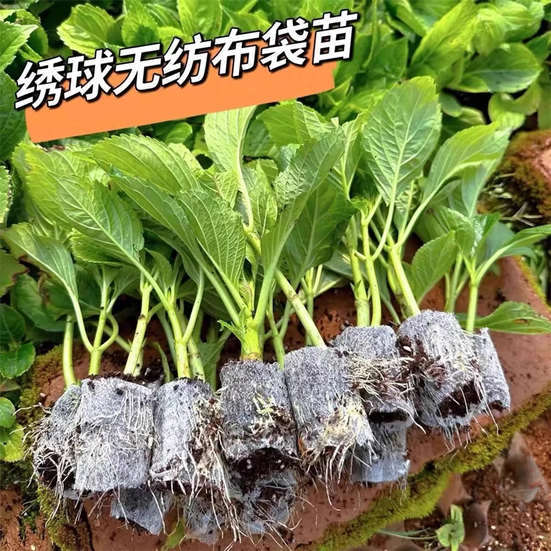 云南直发绣球花杯苗根系发达易存活阳台庭院盆栽地栽耐寒四季开花