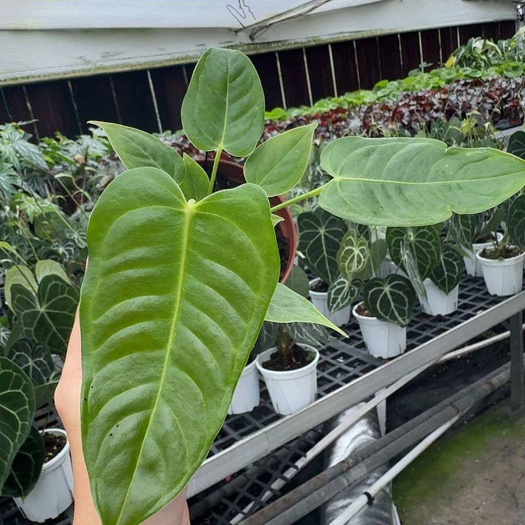 无花朵梦**手一物一拍F164