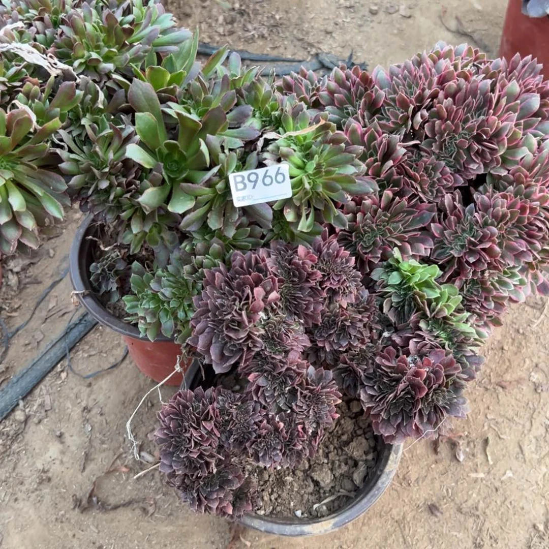 966三颗组合多肉植物法师多肉