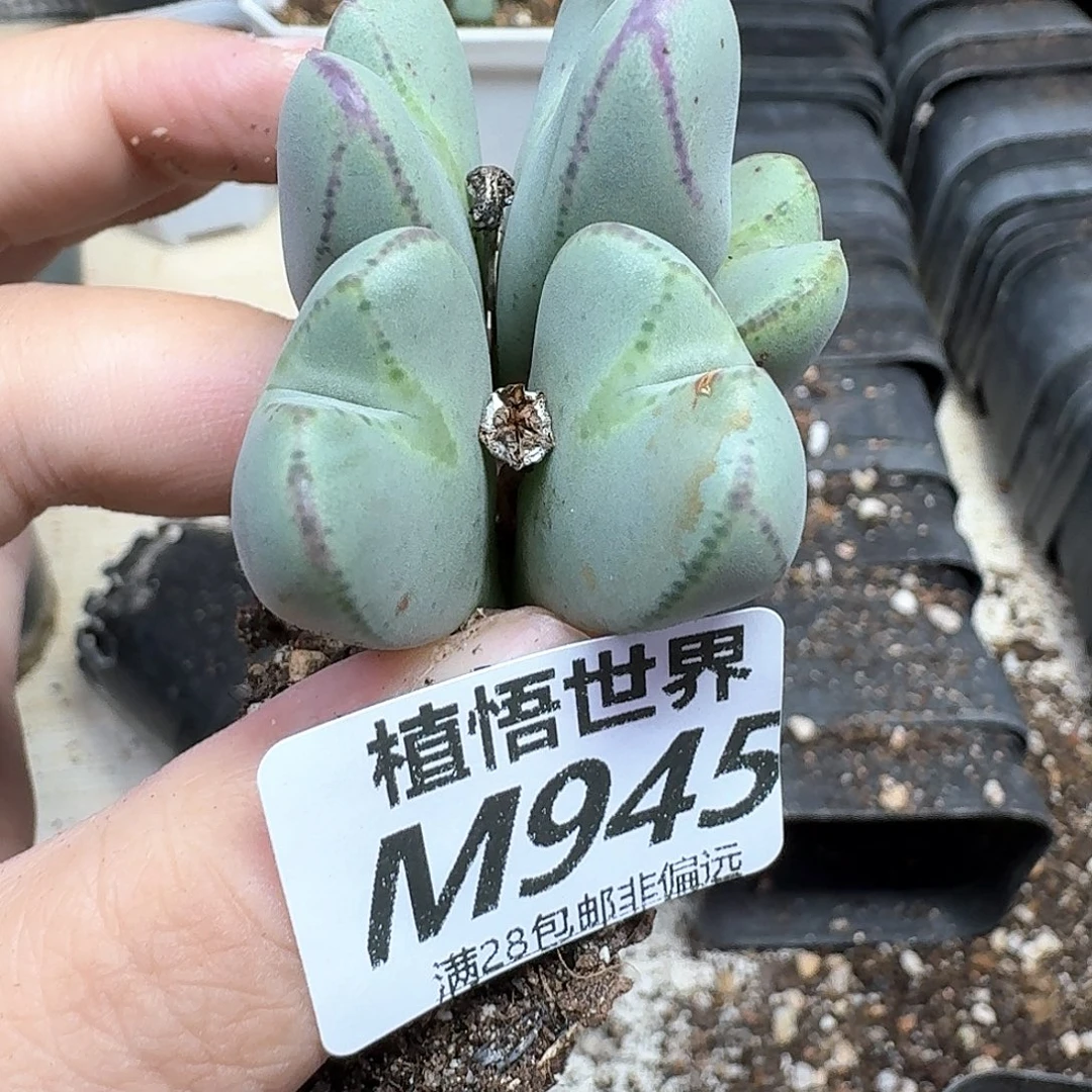 多肉植物的动作也法