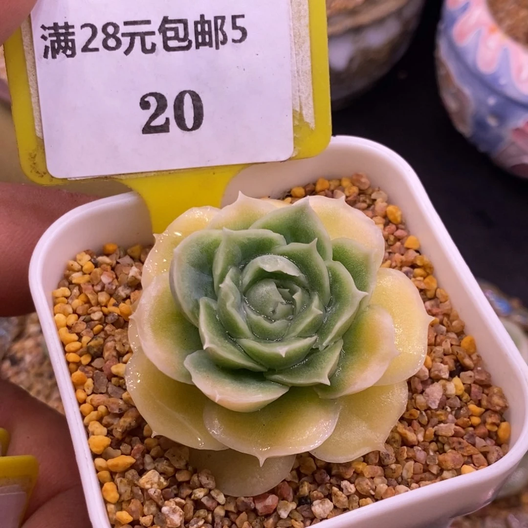 520精控水晶虾饺多肉