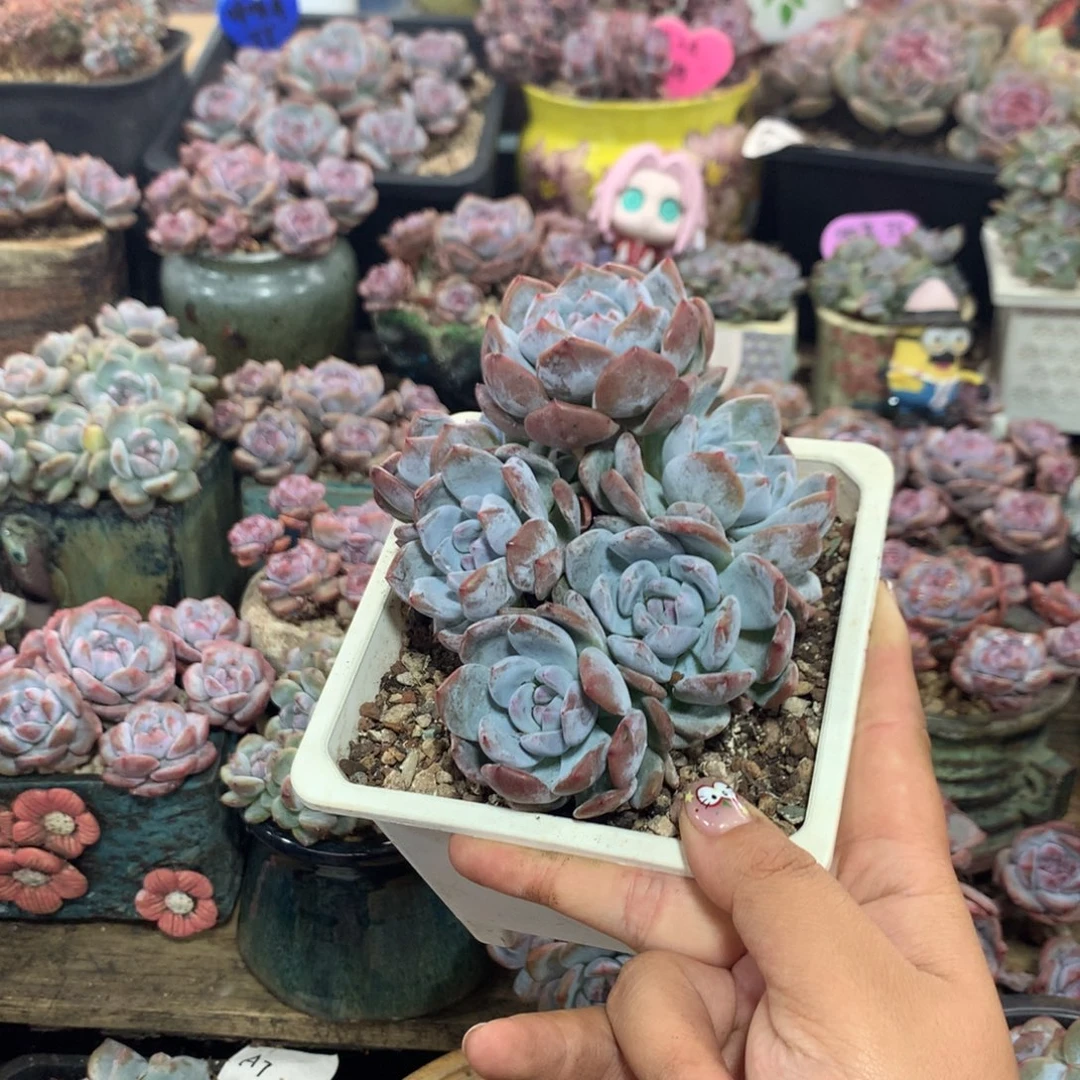 哈哈哈哈哈哈哈40