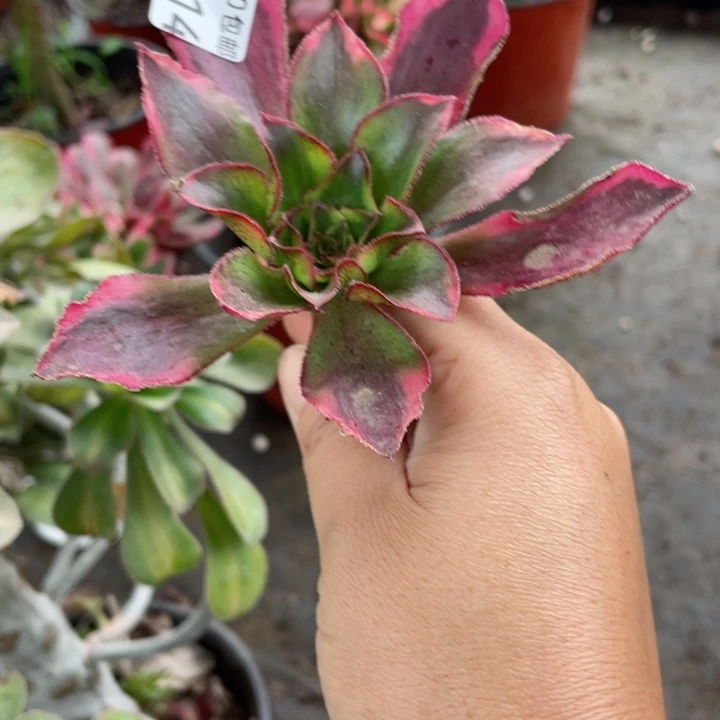 414魅多肉12345678杆子多肉123446789