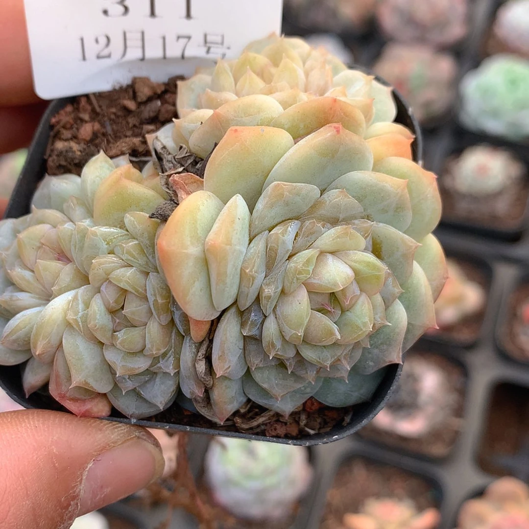 【闪购商品】云311